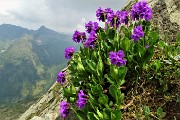 61 Primula vischiosa (Primula latifolia )